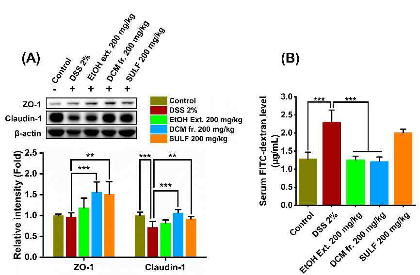 Lipophilic fraction from P. fruticosa root EtOH extract improves gut epithelial barrier function in DSS-induced chronic colitis mice. (A) Colonic levels of ZO-1 and claudin-1. (B) Serum level of FITC-dextran in DSS-induced chronic colitis mice