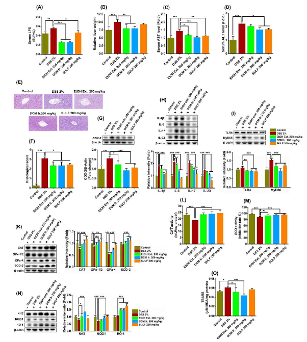 Lipophilic fraction from P. fruticosa root EtOH extract prevents secondary liver injury in DSS-induced chronic colitis mice. (A) Serum LPS level. (B) Relative liver weight (g/g body weight, %). (C-D) Serum levels of AST and ALT, respectively. (E) Representative H&E staining images. (F) Histological score. (G-I) Hepatic levels of COX-2, IL-1β, IL-6, IL-17, IL-23, TLR4, and MyD88, respectively. (K) Hepatic levels of CAT, GPx-1/2, GPx-4, and SOD-2. (L-M) CAT and SOD activities in liver tissues. (N) Hepatic levels of Nrf2, NQO1, and HO-1. (O) Lipid peroxidation (TBARS level)