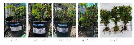 Growth capacity of P. frucficosa in Korea