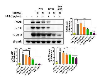 Anti-inflammatory activity of P. fruficosa root propagated in Korea using LPS-stimulated RAW 264.7 cells