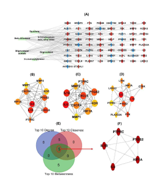 Constructions of compound-target network and protein-protein interaction (PPI) network and determining of Hub genes. (A) Compound-disease-target network. (B-D) The top 10 genes networks evaluated by (B) degree, (C) closeness, and (D) betweenness. (E) Venn diagram. (F) PPI network with 5 Hub genes