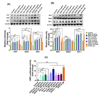 Lipophilic fractions from P. fruticosa root EtOH extract enhance cellular antioxidant defense systems in HepG2 cells. (A). Protein expressions of CAT, SOD, and GPx. (B) Protein expressions of Nrf2, NQO1, and HO-1. (C) ARE-luciferase reporter gene activity