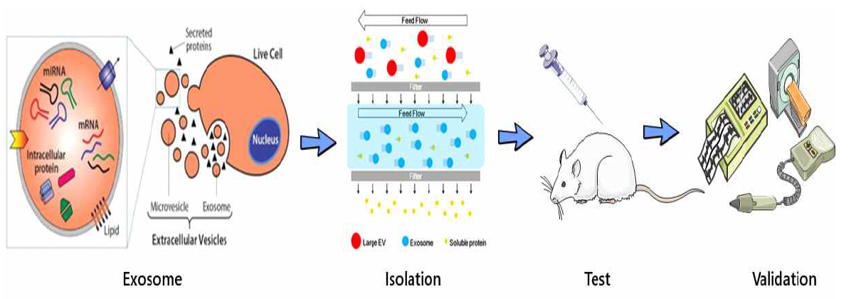 엑소좀을 이용한 치료제로서의 검증에 대한 모식도