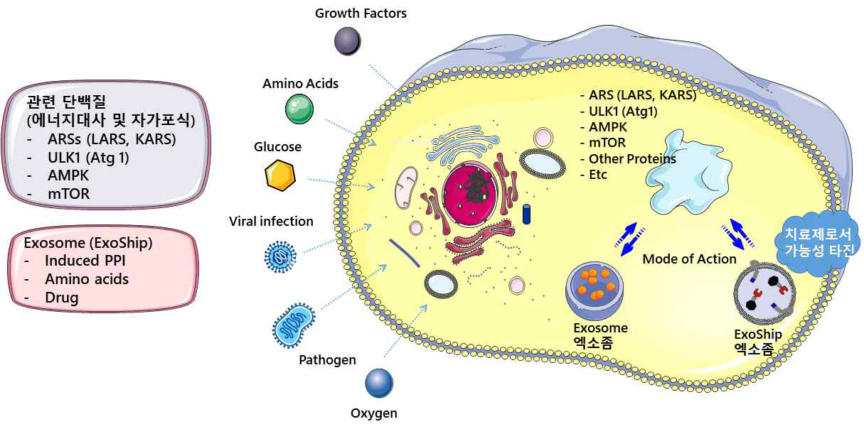 에너지 대사 및 자가포식과 엑소좀과의 상호작용과 ExoShip의 치료제로서 검증