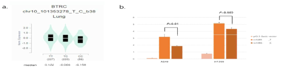 GTX site에서 예측한 rs1088****T>C에 의한 BTRC유전자의 발현차이(a), 프로모트 활성도 측정 결과(b)
