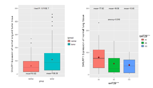 폐암 조직에서의 SMURF1 RNA 발현 및 rs4729***와의 상관관계 조사