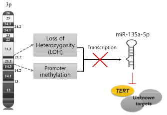 mir135a의 TERT 유전자 발현조절 도식화