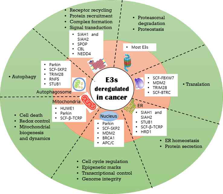 암에서 밝혀진 deregulated ubiqitin ligase E3