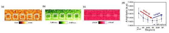 In-situ cyclic SIM (a) topography (b) amplitude (c) phase (d) cycle 영역별 amplitude 변화 그래프