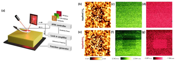 (a) 나노크기 전기화학거동 분석을 위한 SIM 모식도 및 (b-g) 전압인가에 따른 SIM 이미지. (b-d) 1Vp , (e-g) 4Vp 인가에 따른 (b, e) topography (c, f) amplitude (d, g) phase 이미지