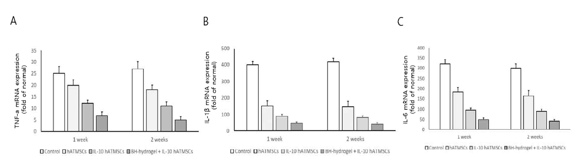 생분해성 복합 하이드로 겔과 IL-10 hATMSCs 투여 후 골관절염 유발 렛드모델의 관절조직에서 TNF-α, IL-1β 및 IL-6 mRNA의 발현분석