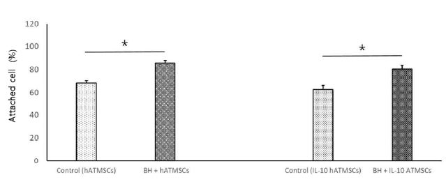 BH-hydrogel에 의한 hATMSCs 및 IL-10 hATMSCs의 부착능 평가