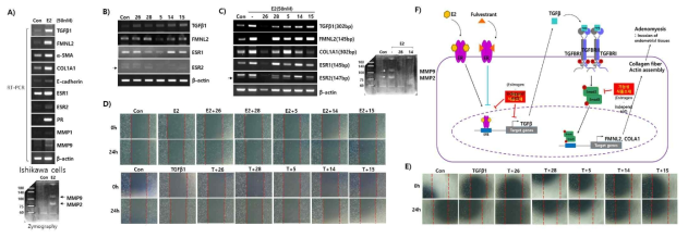 Ishikawa 세포주에서 Estrogen에 의한 자궁선근증과 관련된 여러 인자들의 발현을 RT-PCR과 Zymography로 확인함(A). 1차년도에서 선별된 기능성식품 소재들의 에스트로겐 의존적 또는 비의존적인 영향을 Ishikawa 세포에 단독처리하였을 때 관련 유전자의 발현을 RT-PCR로 확인함(B). 또한 그들의 에스트로겐에 의한 자궁선근증의 비특이적 침윤 억제에 관련되는 유전자 발현을 RT-PCR과 Zymography로 확인하였고, Wound healing Assay을 이용하여 이동능을 Ishikawa 세포주(D), T-HESCs 세포주(E)에서 각각 확인함. 에스트로겐에 비의존적이며 자궁선근증의 비특이적 침윤 억제 효능의 기능성 식품 소재의 모식도를 간략하게 나타냄(F)