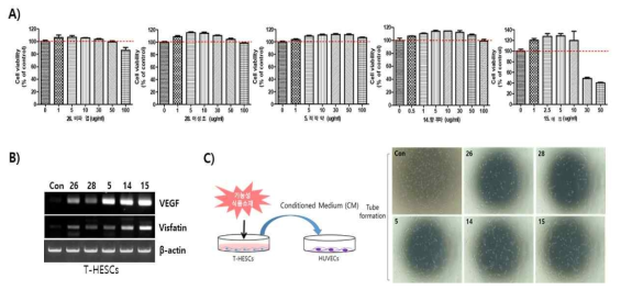 T-HESCs 세포주에서 자궁내막 기능개선에 있어 우선 새로운 기능성 식품소재가 세포의 증식에 미치는 영향을 알아보기 위해 WST-8 cell viability kit을 이용하여 기능성 식품 소재의 0, 1, 5, 10, 30, 50, 100 μg 농도의존적인 세포증식을 확인함(A). 그리고 혈관신생에 관련된 유전자의 발현을 RT-PCR로 확인함(B). T-HESCs 세포주에 기능성 식품소재를 24시간 처리한 후 얻게된 CM을 Matrigel 코팅플레이트에 혈과내피세포주(HUVEC)와 함께 16시간 배양하고 모세관 모양의 튜브형성을 광학현미경으로 촬영하였음(C)