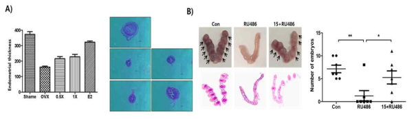 난소절제마우스를 이용하여 자궁내막 두께를 확인하기 위한 동물모델에서 자궁내막 조직슬라이드를 H&E염색을 한후 Computer Image analyzer를 이용하여 자궁내막의 두께를 정량적으로 평가함. 유의성있는 후보소재의 자궁내막 두께 증가를 보여줌(A). RU486을 사용한 착상억제 동물모델에서 자궁조직의 embryo number로 후보소재의 착상증진 효능을 평가함(B)
