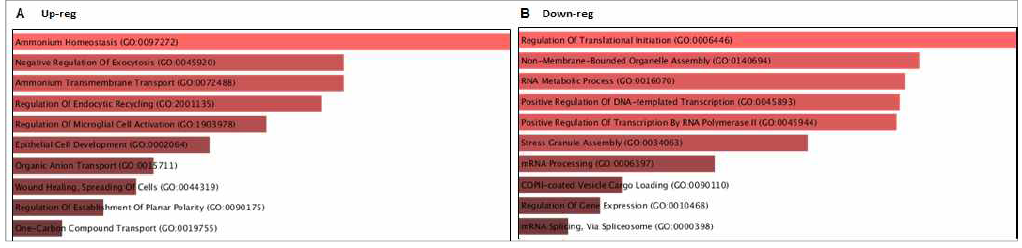 Top 10 GOBP term ranked p-value