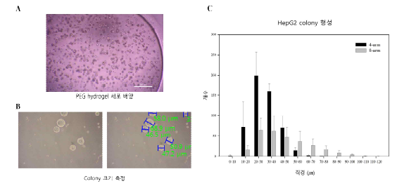 10% PEG-hydrogel에서 HepG2 세포의 colony 형성 확인 및 4-arm과 8-arm PEG 기반 스캐폴드에서 colony 형성 수, 크기 비교