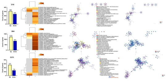 D16, D64, D370 폐의 RNA-sequencing 결과. 위 왼쪽부터 DEG number, heatmap, Network 분석