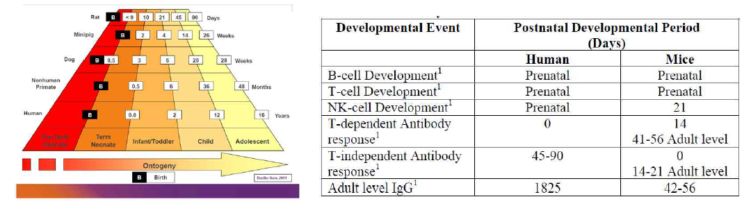 사람과 실험동물 간의 나이 비교 (좌) 및 면역장기의 발달 (우)