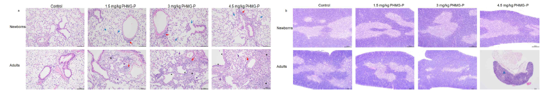 PHMG-P를 노출한 신생자와 8주령 마우스의 폐(a)와 흉선(b)