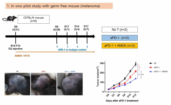 흑색종 Syngeneic germ free mouse를 이용한 마이크로바이옴의 효능 검증 pilot 연구