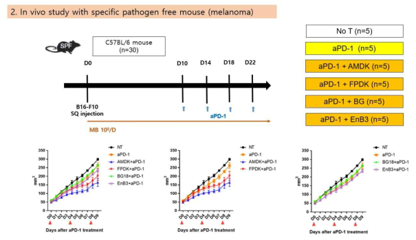 흑색종 Syngeneic specific pathogen free mouse를 이용한 마이크로바이옴의 효능 확증연구