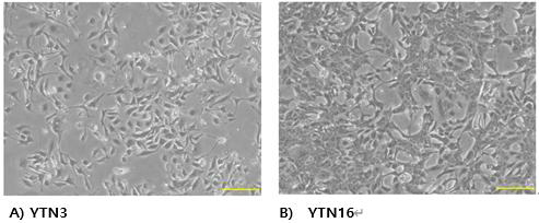 YTN3과 YTN16 cell line의 in-vitro 배양모양