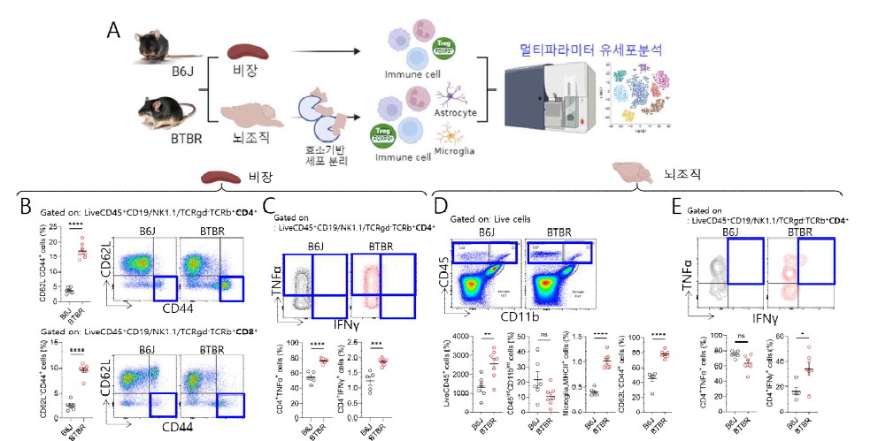 BTBR 마우스의 면역세포 분포.l *, p<0.05; **, p<0.01; ***, p<0.001