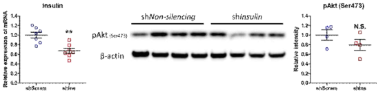 마우스 뇌 해마의 인슐린 mRNA knockdown 결과 (n=7) Lentiviral shRNA Non-silencing control과 4 different Insulin shRNA를 stereotaxic injection으로 전달하여 hippocampus의 insulin 발현을 64% 정도로 유의적으로 줄이는데 성공함. (** p < 0.01) 하지만, hippocampus의 pAkt signaling의 경우에는 유의적인 차이를 보이지 않음
