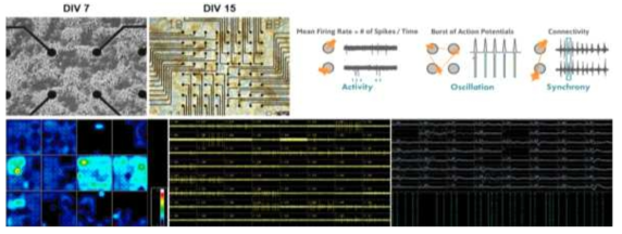 Multielectrode array (MEA) 기반 신경세포 전기생리학적 성숙도 측정 실험. MEA plate의 전극 위 세포가 7일, 15일간 신경세포로 성숙되어 전위차를 발생시키는 활성도가 측정됨