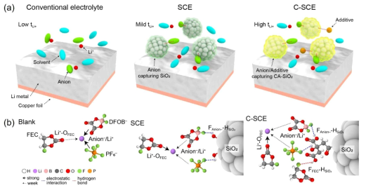 (a) Blank 및 SCE, C-SCE의 용매화 구조 모식도, (b) 각 전해질의 용매화 구조 세부 모식도
