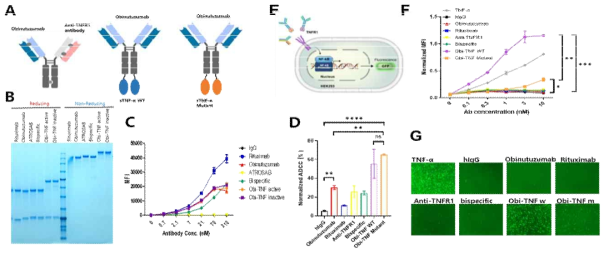 CD20와 TNFR1을 동시에 타겟하는 오비누투쥬맵기반 이중항체와 융합항체. A. 각 항체의 모식도. B. 각 항체의 SDS-PAGE. CD20발현 세포에 대한 각 항체의 결합력(C) 및 세포사멸정도 비교(D). E.오비누투쥬맵 -TNFαmut 융합항체에 의한 TNF신호 리포터의 모식도. 각 항체의 TNFα신호 전달 유발강도 (F) 및 TNFα신호 억제력(G). 본 연구자의 선행연구 (대표업적1, 참고문헌9)