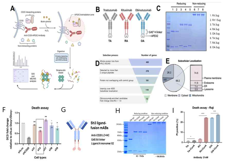오비누투쥬맵결합 CD20주변 단백의 동정과정 및 proximal labeling으로 검출한 CD20주변단백의 ligand와 오비누투쥬맵 융합 항체의 우수한 세포사멸효능 A. Proximal labeling 전체과정 모식도. B. APEX2융합 항 CD20항체 모식도. C. B의 SDS-PAGE. D. MS/MS결과에서 유효단백선별 criteria, E. 유효단백들의 성격구분. F. Sh3 발현억제가 오비누투쥬맵의 결합유도 세포사멸효능에 미치는 영향. G. Sh3의 ligand와 오비누투쥬맵 융합항 체모양. H. 리툭시맵, 오비누투쥬맵 융합항체의 SDS-PAGE. I. 리툭시맵 융합항체 결합에 의한 세포사멸능 (오비누투쥬맵 융합항체는 기능이 이미 포화되어 증가 폭이 안 보임, 출원번호10-2023-0170574, 대표특허업적4)