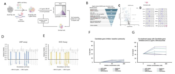 iCas9 매개 sgRNA 스크리닝을 이용한 오비누투쥬맵 효능조절 유전자 발굴 A. iCas9 스크리닝 전체과 정 모식도. B. sgRNA 결과분석에서 유효단백선별 criteria. C. 유전자들의 양성/음성 연관성을 보이는 volcano plot. D. 각 유전자 4개 sgRNA의 LFC값을 각각 표시한 맵 D, E. 발굴된 후보 유전자를 개별 CRISPRi를 통한 라이소좀 붕괘 및 세포사멸능 검정. F, G. 선발된 후보 유전자를 억제할 수 있는 약물과 오비누투주맵의 병용처리 시 세포사멸 효과