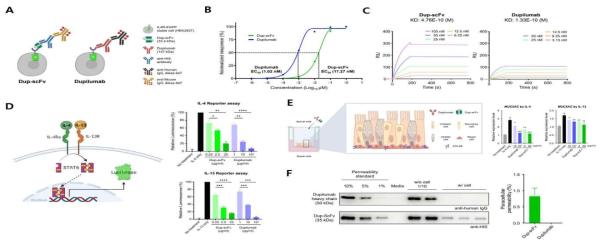 Dupilumab scFv의 식물에서의 생산 및 IL4/IL13 기능 억제 A and B. Dup-scFv와 dupilumab의 세포 결합력 모식도 및 결과. C. Dup-scFv와 Dupilumab의 SPR 분석 결과. D. IL-4/IL-13 신호의 억제 Reporter assay. E. 인간 비강 상피세포에서 Dup-scFv의 관통력 확인. F. Western blot을 이용한 상층으로부터 비강 상피세포를 지나 하층 배양액으로 관통한 나노바디의 양적 확인