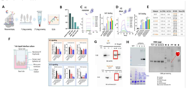 anti-IL4 수용체에 결합하는 나노바디 스크리닝 및 기능검정. A. 나노바디 스크리닝 과정 모식도. B. 스크리닝 각 스텝에 대한 library diversity 결과. C, D, E. H5 나노바디 monomer와 dimer의 타겟발현세포 결 합력 및 타겟단백 친화도. F. IL-4/IL-13 리포터 시스템에서의 효과 확인 G, Western blot을 이용한 상층으로 부터 비강 상피세포를 지나 하층 배양액으로 관통한 나노바디의 양적 확인. H. 포항공대에서 제작한 식물 H5 나노바디의 western blot.