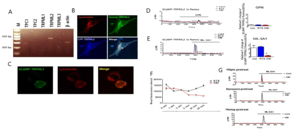 오비누투주맵 결합에 의한 TRPML2 채널 활성 억제 및 세포내 유입과 endocytosis 저해제의 동시처리에 의한 TRPML2 활성 변화 A. 세포주 Ramos에서 칼슘 채널들의 발현. B, C. GCaMP-TRPML2의 라이소좀 특이적 발현 HeLA (B) Ramos cell line(C). D, E. 오비누투쥬맵의 결합에 의한 TRPML2 채널 활성 억제 F. 시간대 별 오비누투주맵의 세포내 유입을 phAbdye가 결합된 항체를 통한 측정 G. Endocytosis 억제재와 오비누투쥬맵 처리에 의한 TRPML2 활성 변화