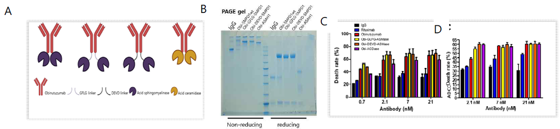 오비누투주맵-Smase 융합 항체 개발 A, B. Smase 융합 항체의 모식도 및 정제. C, D. 융합항체 결합에 의한 세포사멸과 ADCC