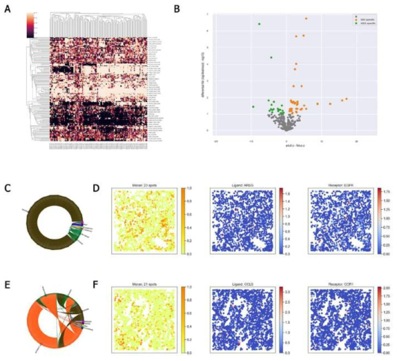 SpatialDM 패키지를 이용한 리간드-수용체 분석. (A) 리간드-수용체 분석 heatmap, (B) 리간드-수용체 분석 volcano plot, (C) 미소부수체 안정형 대장암의 세포 상호작용, (D) 미소부수체 안정형 대장암의 리간드-수용체 공간적 분포, (E) 미소부수체 불안정형 대장암의 세포 상호작용, (F) 미소부수체 불안정형 대장암의 리간드-수용체 공간적 분포