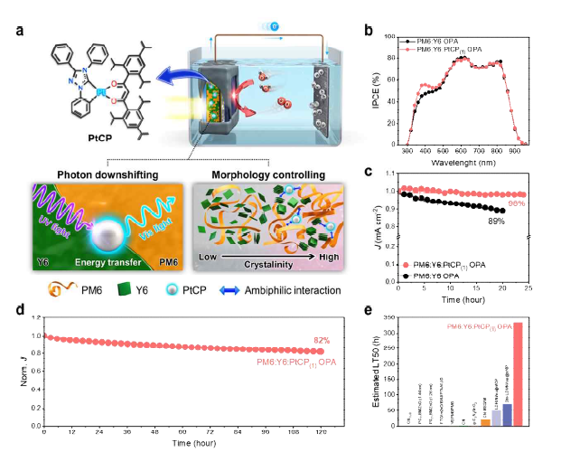 PtCP 첨가된 PM6:Y6 유기 광산화극 안정성 검증. a, 유기광산 화극에 첨가된 PtCP의 광전환 특성과 morphology 조절 특성 설명. b, 기 존 PM6:Y6 유기 광산화극과 PM6:Y6:PtCP(1) 유기 광산화극의 IPCE 측 정 결과. c, PtCP 첨가 여부에 따른 PM6:Y6 유기 광산화극의 24 h 안정 성 테스트 결과 및 d, 최적화된 PM6:Y6:PtCP(1) 유기 광산화극의 장시간 구동 테스트 결과. e, 기존에 보고된 유기 광산화극들과 최적화된 PM6:Y6:PtCP(1) 유기 광산화극의 안정성 비교