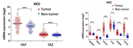 간세포암 (HCC)에서 나타나는 정상조직 대비 YAP/TAZ 발현의 증가(왼쪽 그림)와, YAP/TAZ 전사인자에 의해 전사 활성화되는 유전자들의 정상조직과 간암조직에서의 발현양 비교 (오른쪽 그림)