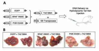 간에 활성화된 TAZ (TAZ S89A) 만 발현될 경우 암이 발생하지 않지만 활성화된 RAF 와 PI3K를 같이 발현시킬 경우 간암이 발생함