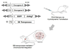 Hydrodynamic Transfection 기법을 통해 제작한 간암에서 ATG7을 표적치료 하여 항암효과를 연구하는 실험방법 개요