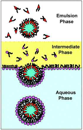 비대칭 리포솜 제조의 개략도 Pautot, S et al., 2003