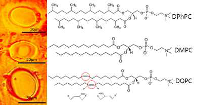 각 지질 종류에 따른 평면인공세포막 현미경 사진