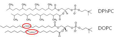 사용된 포화(DPhPC)인지질 및 불포화 (DOPC) 인지질