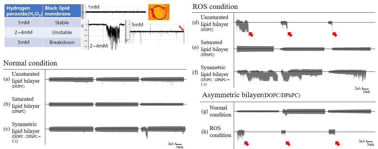 평면세포막에서 과산화수소와 일중항산소에 의한 막 안정성 비교. 붉은 화살표는 평면 세포막이 파괴된 것을 나타냄. (좌상단)평면인공세포막, (좌하단)암세포(c) 모방 및 대조군(a,b) 지질액적이중막 일반 조건, (우상단)암세포(f) 모방 및 대조군(d,e) 지질액적이중막 활성 산소 조건, (우하단)정상 세포 모방 지질액적이중막 일반(g) 및 활성 산소 조건(h)