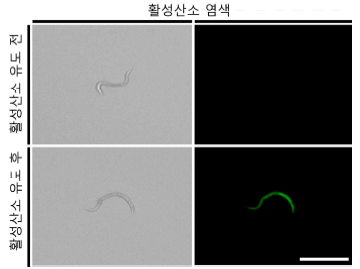 예쁜꼬마선충 활성산소 염색