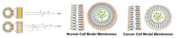 지질 종류에 따른 리포솜의 모형(좌), 암세포(중)와 일반 세포(우)의 세포막 모식도