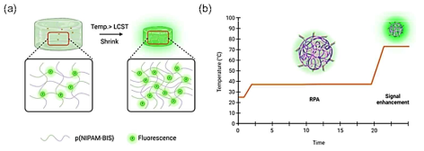 하이드로젤의 크기 변화에 따른 (a) 형광 신호 증폭 및 (b) 광열기반 RPA 및 형광증폭 개략도